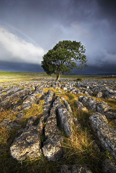 Rainbow Tree